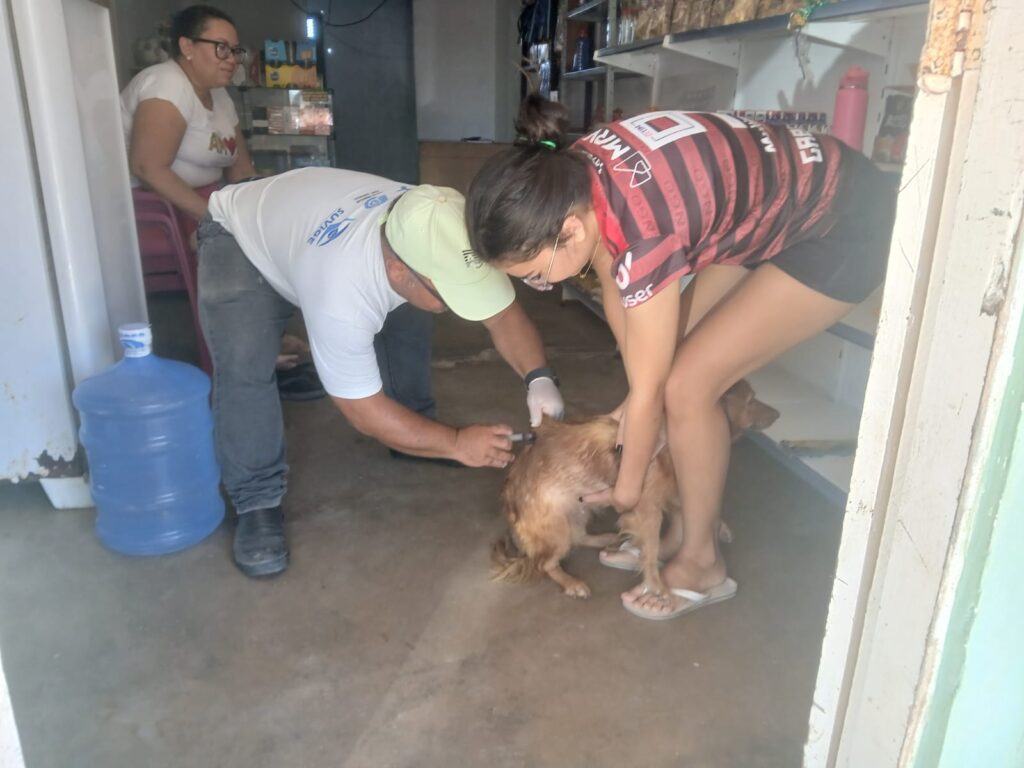 vacinação antirrábica