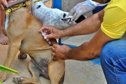 Prefeitura de Grossos inicia campanha de vacinação antirrábica no bairro São José